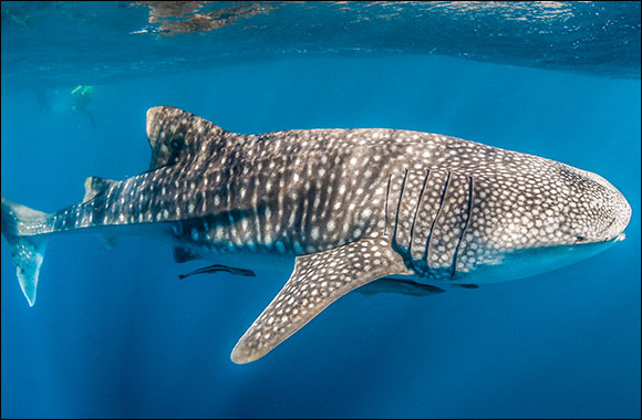 Banana Island Resort Doha by Anantara Partners with Discover Qatar To Launch The Whale Sharks of Qatar