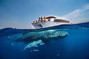 Qatar's Whale Shark Tours Offer a Rare Glimpse into Nature's Wonder