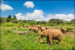 flydubai expands operations in Kenya with new flights to Nairobi and increased frequencies to Mombasa